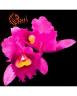 OPETH - Orchid / CD